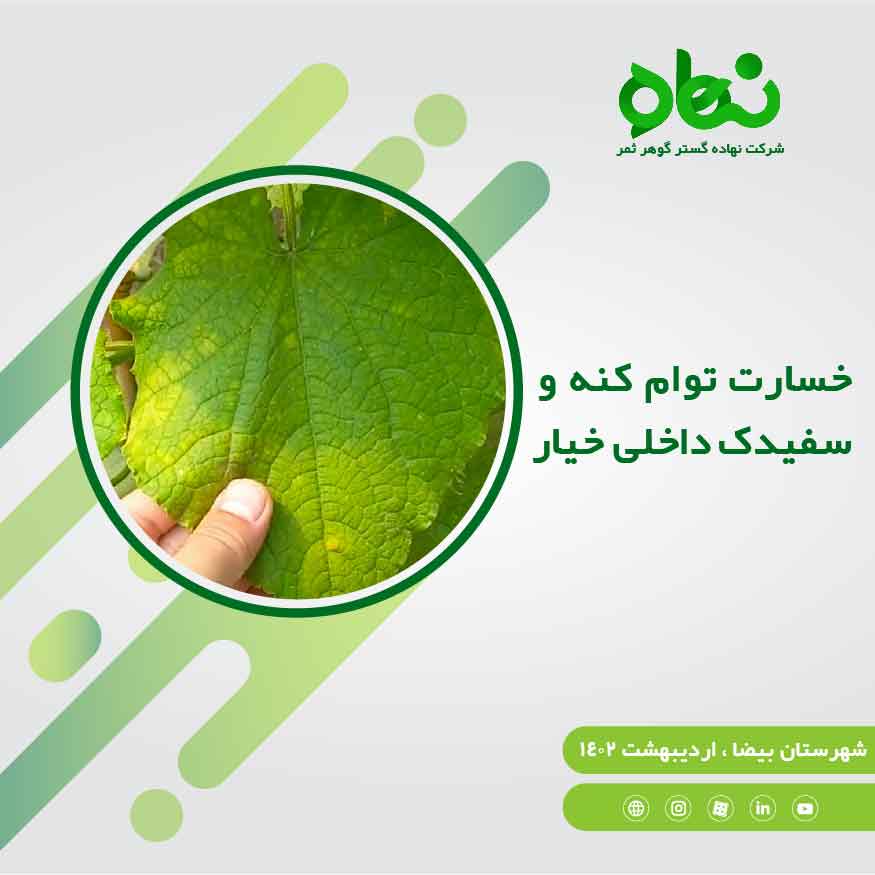  خسارت توام کنه و سفیدک داخلی خیار